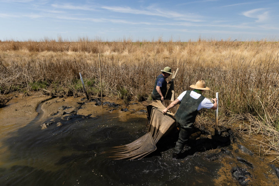 Two researchers haul heavy nets over wet and muddy terrain against a wide, flat horizon of tall, tan marsh grasses.