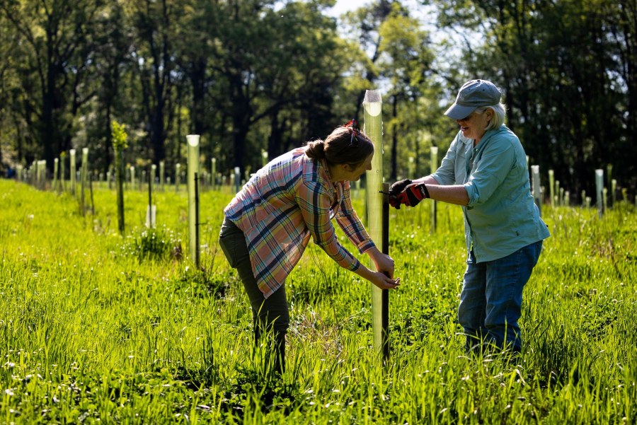 Two women stand on opposite sides of a tree shelter, laughing as they repair the protective plastic shell.