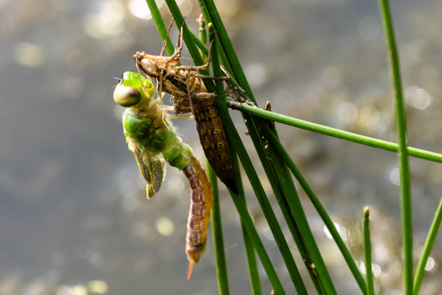 A green dragonfly that has recently shed its exoskeleton clings to reeds while its small wings expand and harden.