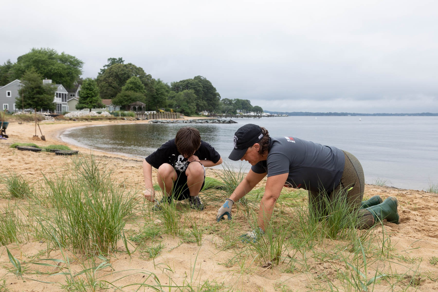 Two volunteers kneel together on a curved beach, planting small clumps of marsh grass.