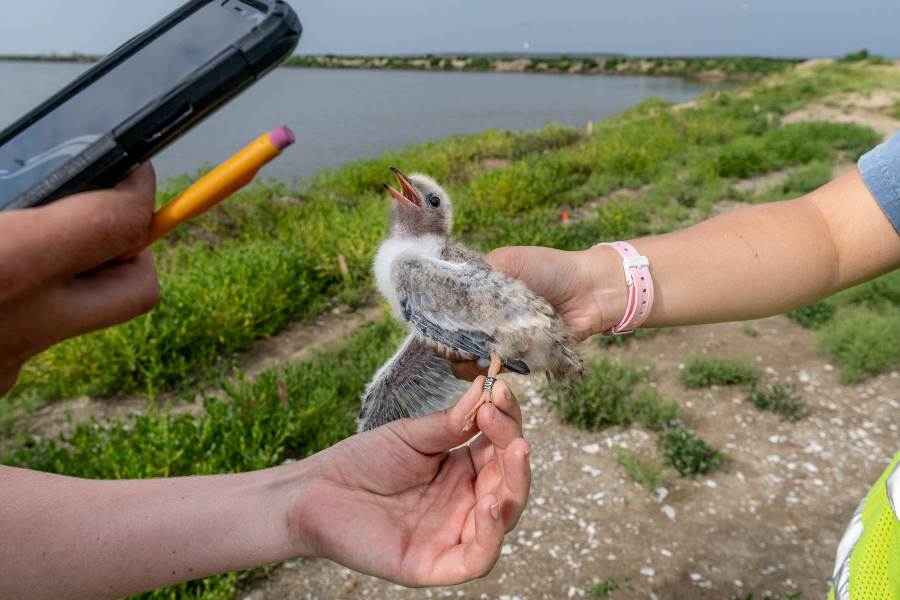 The hands of two researchers hold a fluffy baby tern.