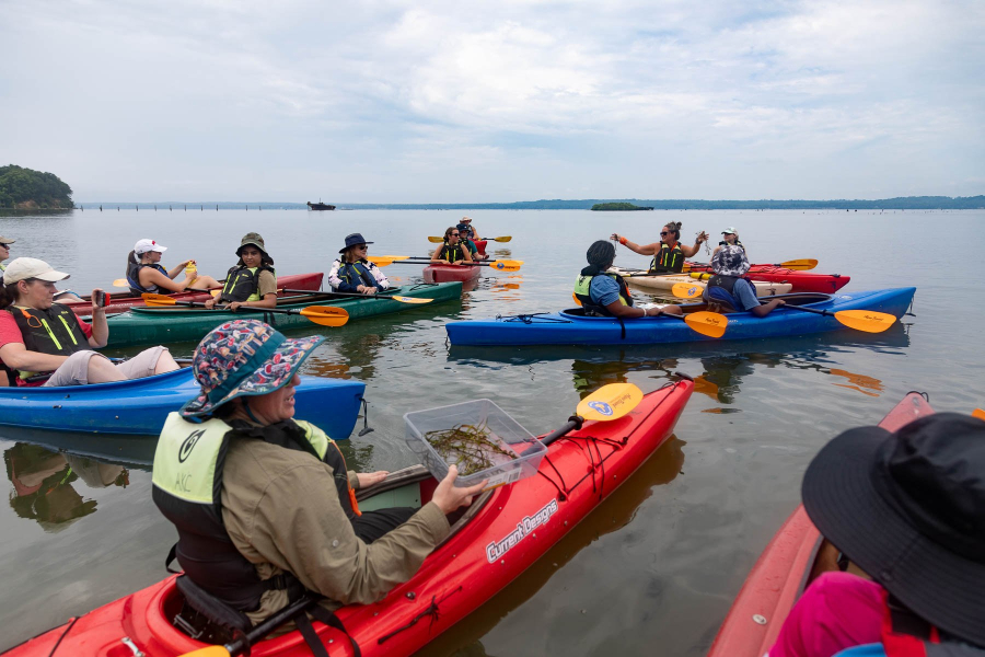 A large group of kayakers on open water. In the foreground, a man holds a plastic tray filled with underwater grasses. In the background, a woman holds up two clumps of underwater grasses in her hands.