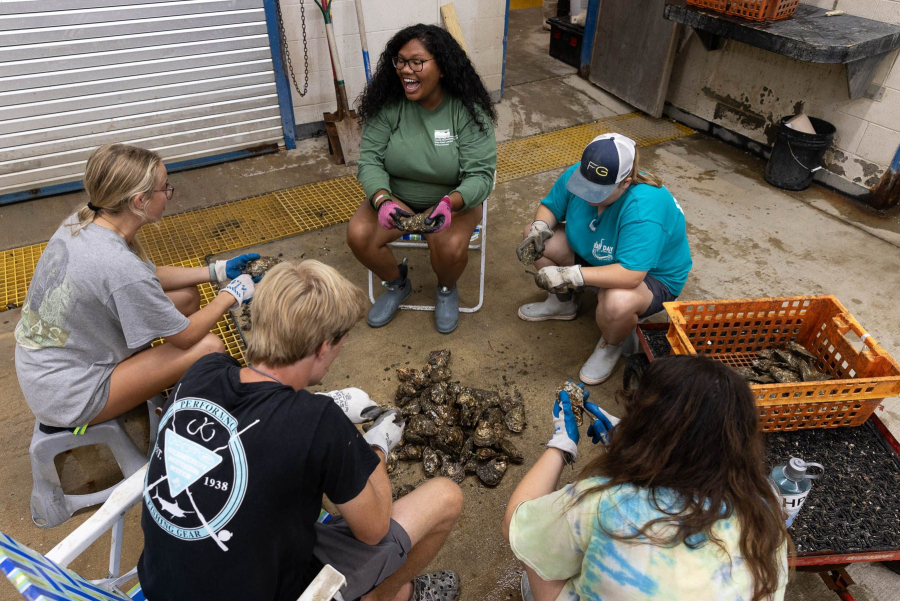 A ring of workers processes oysters in an indoor lab.