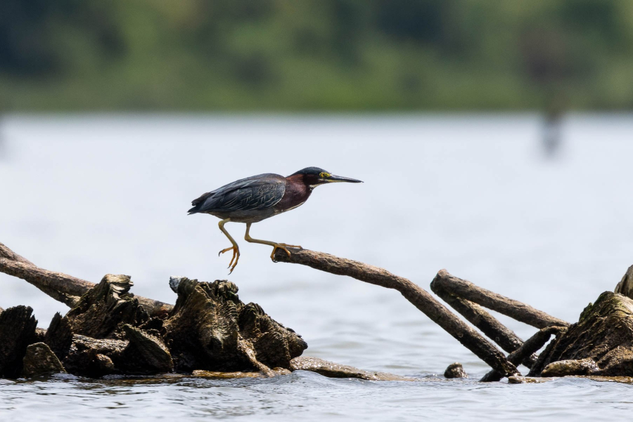 A small wading bird is seen in mid-air, leaping from one piece of wood to another.