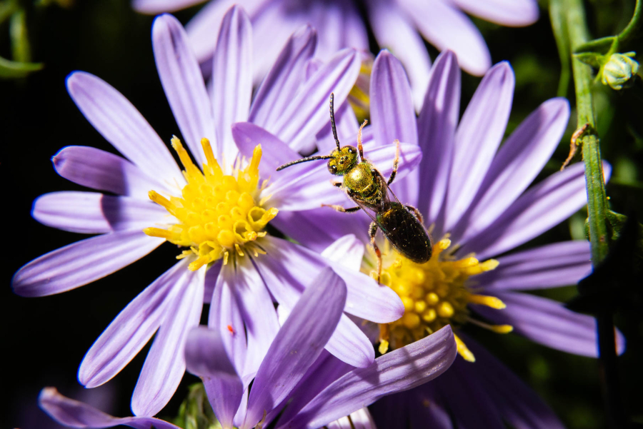 A close-up view of a metallic green bee visiting a cluster of two purple flowers.