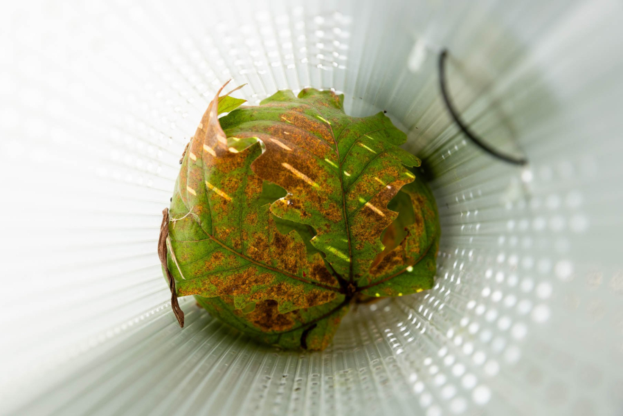 Green and brown oak leaves tucked inside a white plastic tube.