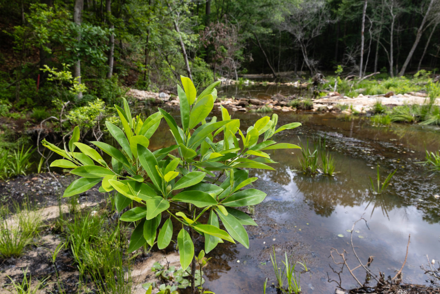 A vibrant sweet bay magnolia grows in a stream surrounded by vibrant foliage.