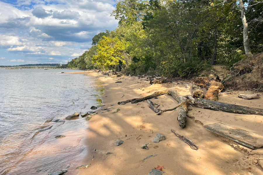 Beach with some driftwood and trees.