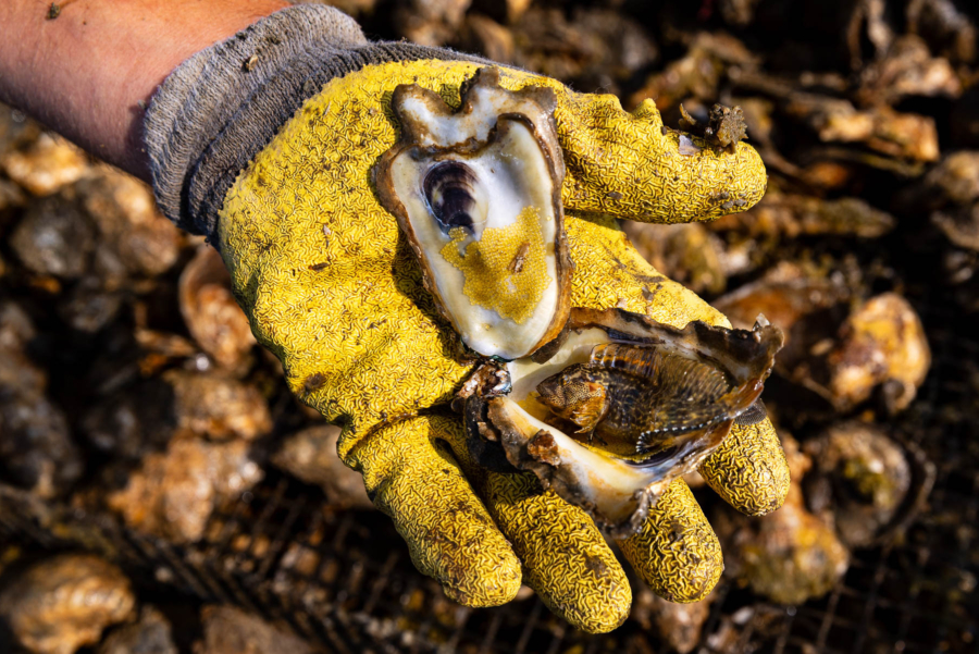 Two halves of an open oyster shell reveal a striped blenny on one side and a cluster of its small yellow eggs in the other.