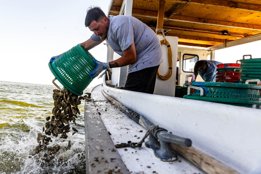 A man in a t-shirt bends over the side of a boat, tipping a plastic bushel basket as oysters splash into the wake.