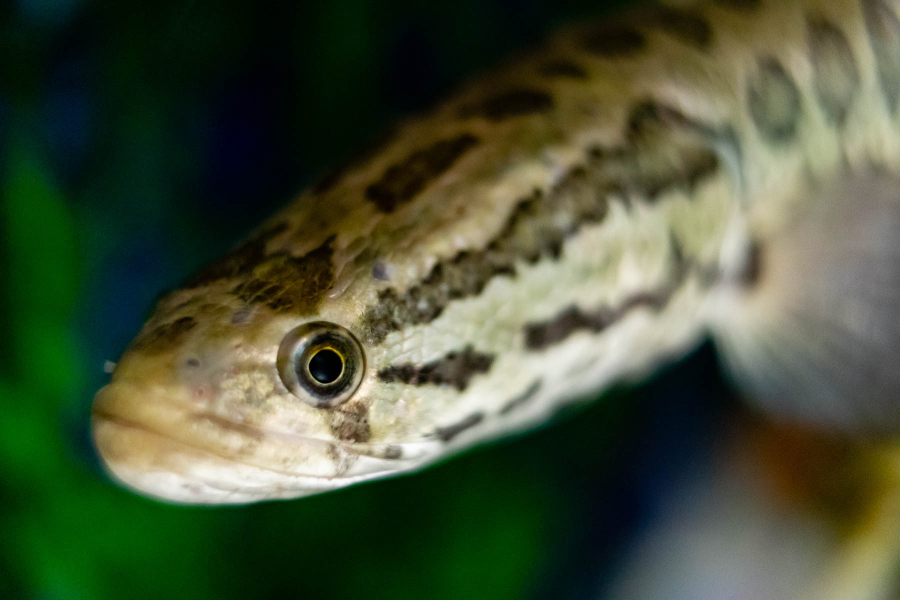 A closeup of a snakehead in an aquarium