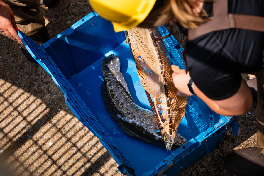 A worker in a helmet looks down at a snakehead in a blue tub