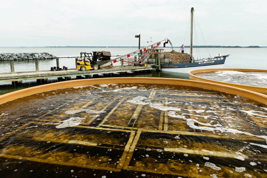 Oysters sits in a large tank.