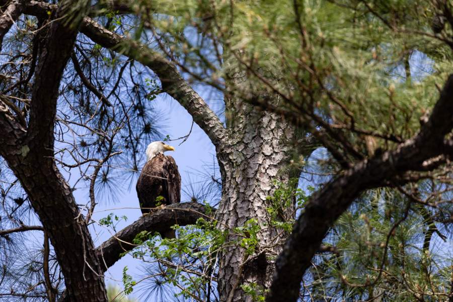 A bald eagle perches on a thick branch, its head seen in profile