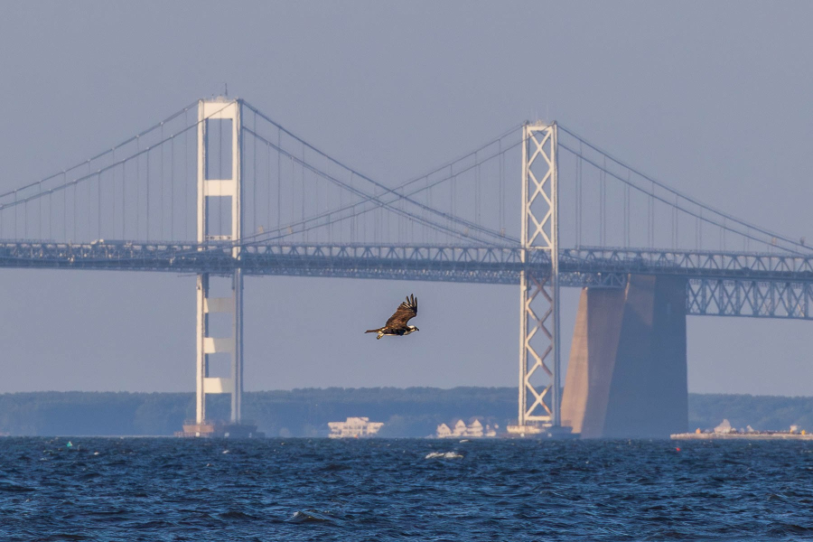 An osprey flies in front of the Bay Bridge.