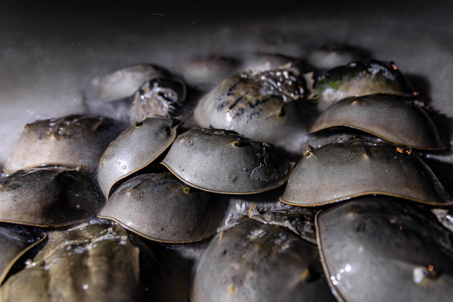 A large mass of horseshoe crabs gathers as small waves lap over them