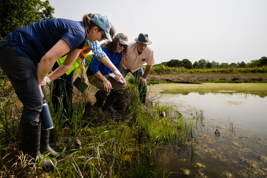 A group of people stand in a wetland and look into the water, spotting fish life.