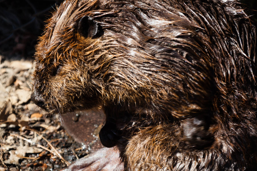 A wet beaver dries off in the sun.