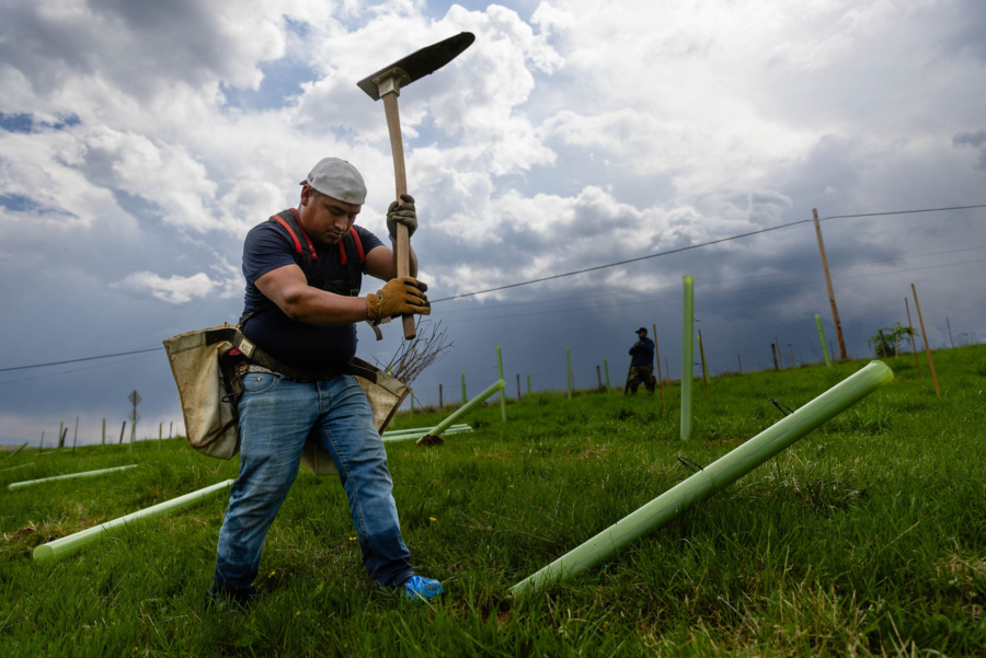 A worker holds a tool over their head as they plant a tree next to a tree tube into a green field. Other works plant more trees in the background.
