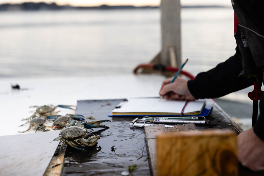 A person takes notes on a pad of paper while on a boat. The water is in the background. Two blue crabs sit on a table in front of the note pad.