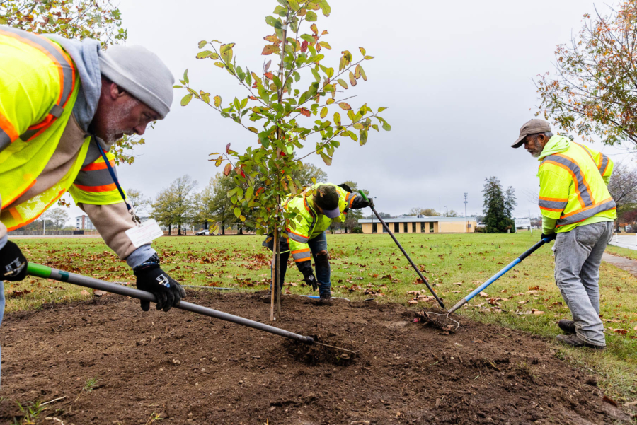 Three crew members wearing yellow vests wield shovels, surrounding a newly planted tree.