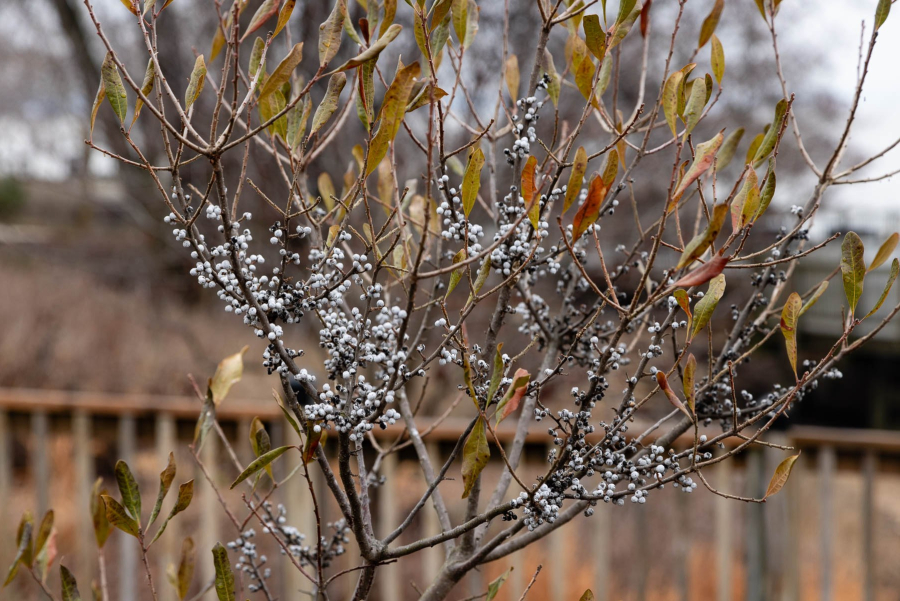 A plant with white fruit and light green-brown leaves sits in winter.