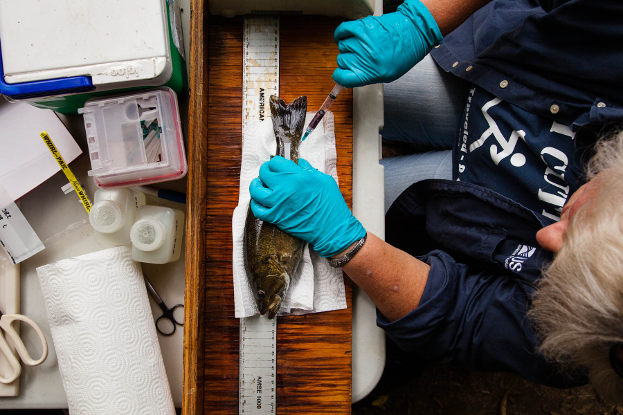 An aerial view of a female scientist drawing blood from a fish.