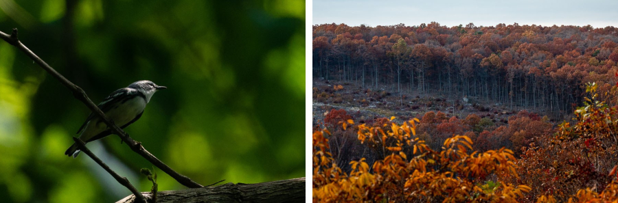 Two photos show a cerulean warbler and a clearcut in a dense forest.