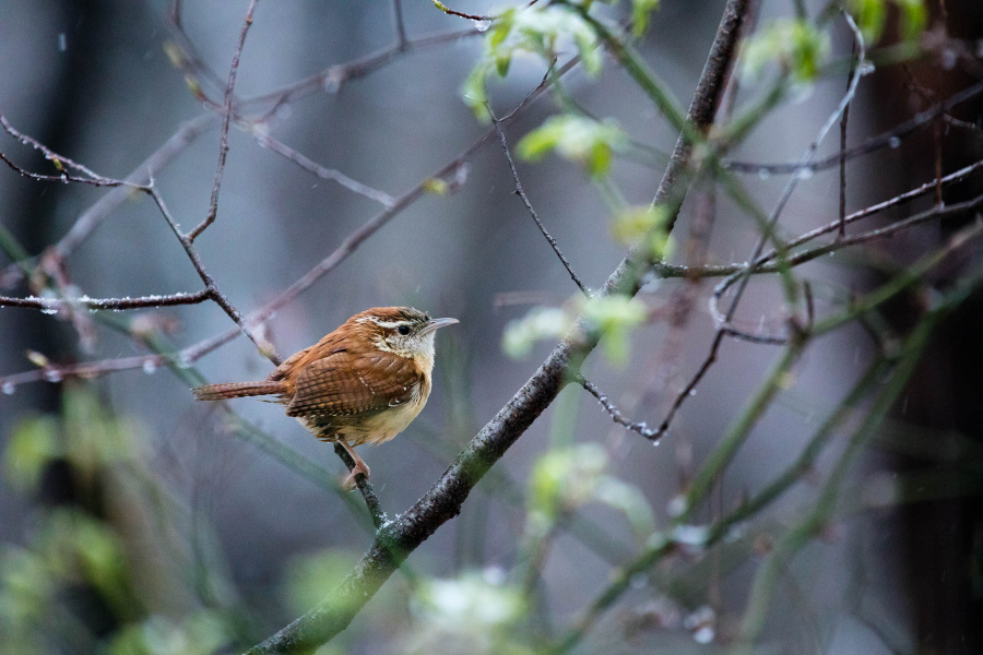 A Carolina wren perches on a young tree covered by snowfall at Truxtun Park in Annapolis, Md., on March 20, 2018.