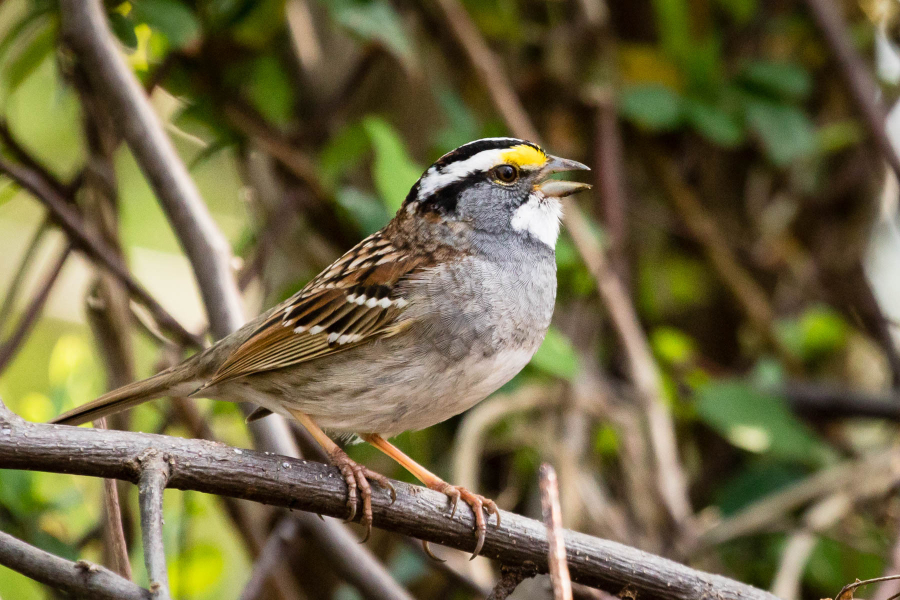 A white-throated sparrow visits the Chesapeake Ecology Center in Annapolis, Md., on April 15, 2017. (Photo by Will Parson/Chesapeake Bay Program)