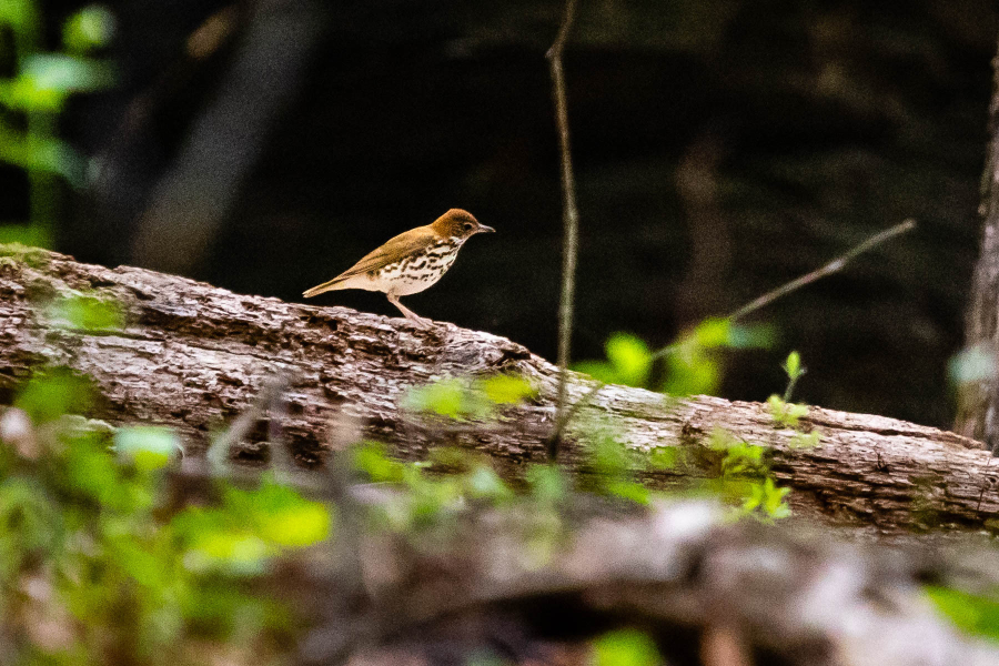 A wood thrush stands on a fallen tree in Loudoun County, Va., on May 4, 2018.