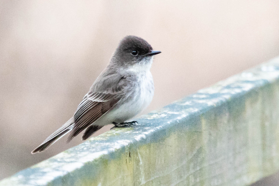 An Eastern phoebe perches on a fence post at Millbrook Marsh Nature Center in State College, Pa., on April 11, 2018.