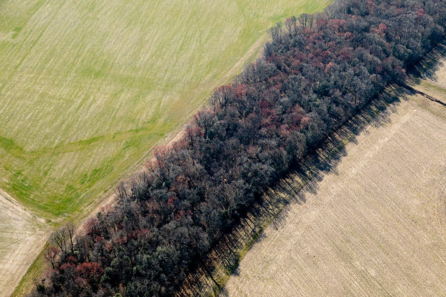 A forest buffer lies between two farm fields, seen from above.