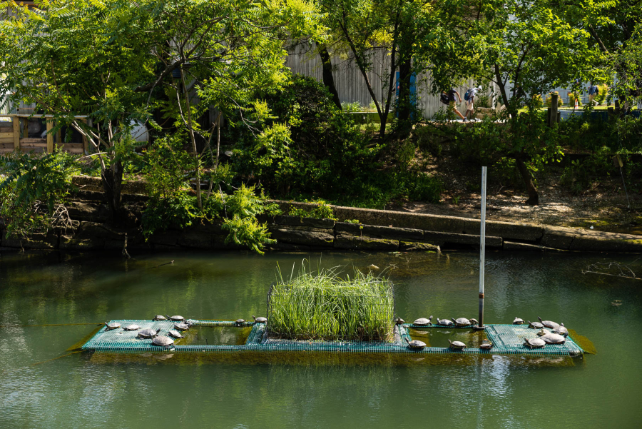 Over a dozen turtles sit on a platform in a canal.