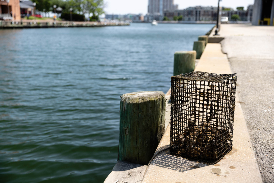 A cage with oysters in it sits outside the water on the promenade.