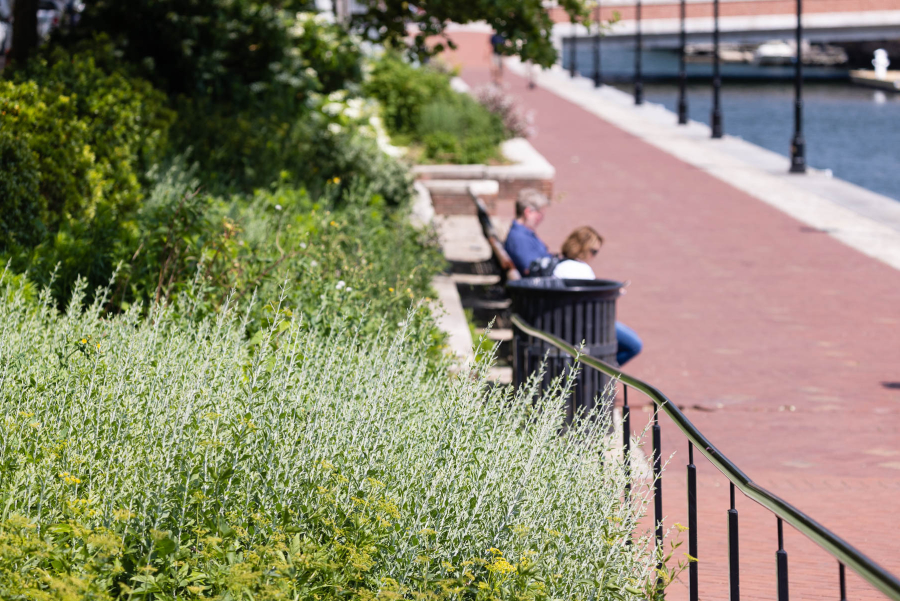 Plants in a long row on the waterfront.