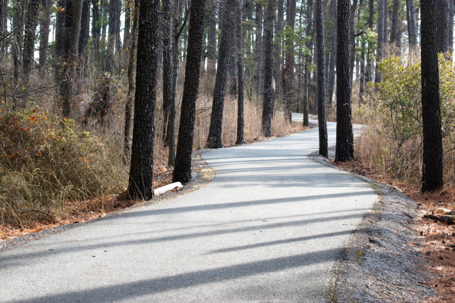 An asphalt trail weaves through tall pine trees.