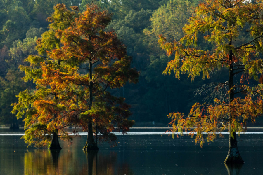 Bald cypress trees with fall foliage rise from calm, dark water.