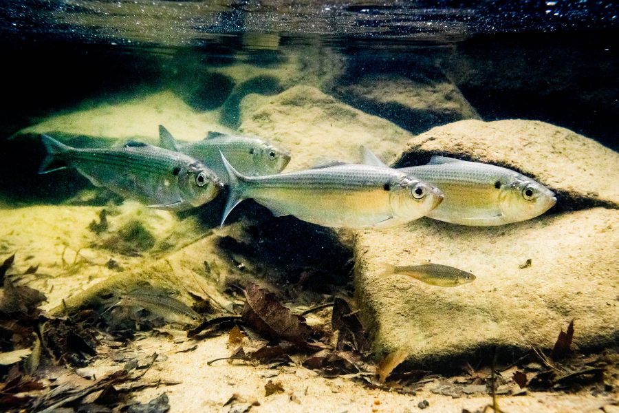 Four silver alewife swim underwater in front of rocks.