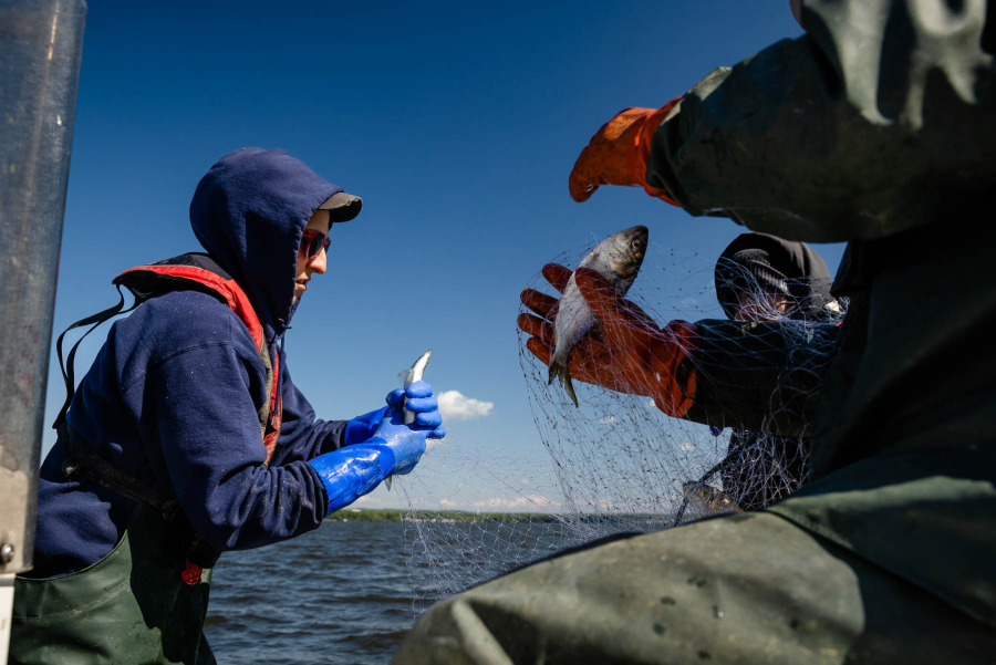 Three biologists standing in a boat capture a herring in a net.