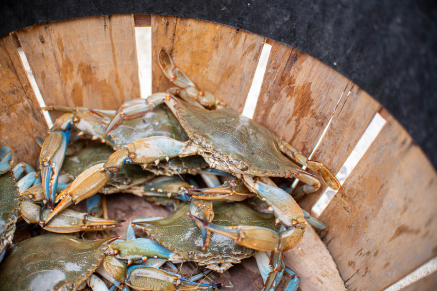 A close up of a basket of live blue crabs.