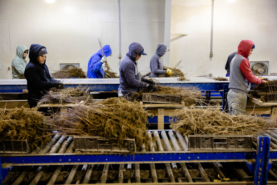 Men wearing sweatshirts sort seeds from a conveyor belt.