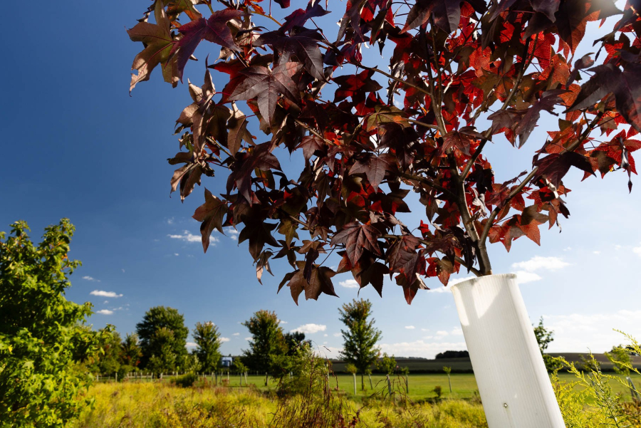 A tree with dark red leaves encased in a tree tube.