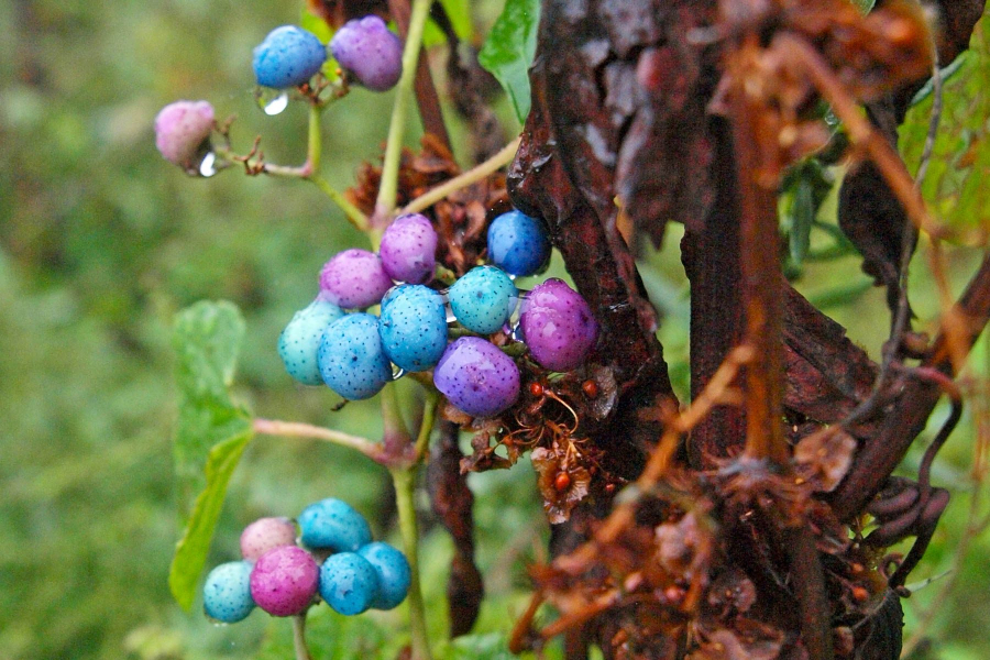 Multi-colored blue berries hang from a porcelainberry vine.