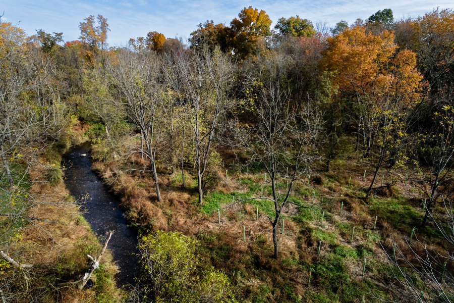 A photo of tree tubes interspersed with mature trees along a creek.