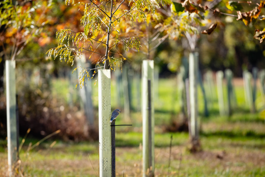 A photo of young trees emerging from their tree tubes