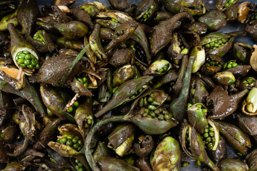 Muddy seed pods are spread out in a dark layer.