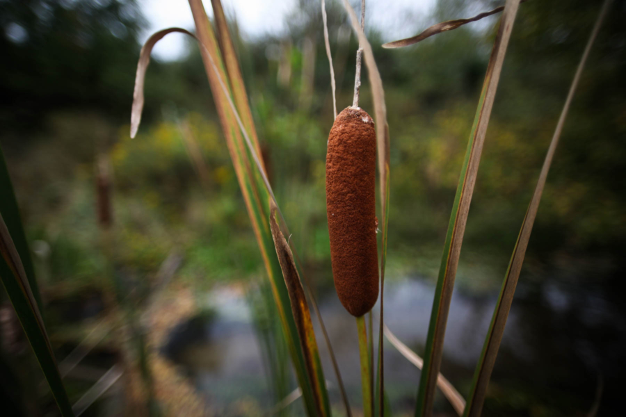 A single cattail flower head stands with several green stalks.