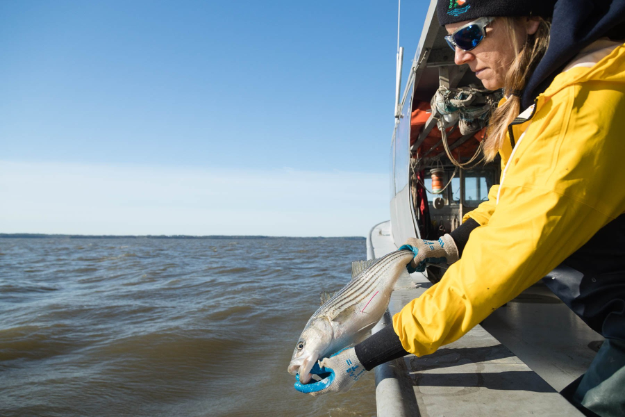 Scientist drops a striped bass back into the water from the boat.