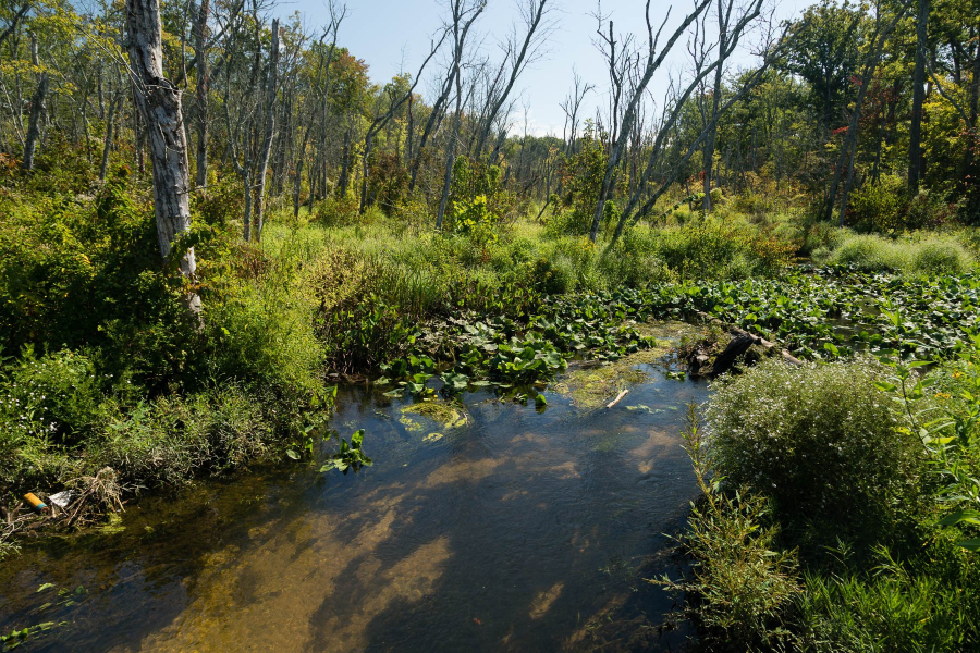 Greenery at Accokeek Creek reaches the water